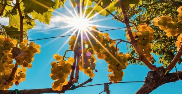 Wine tasting on a Mount Etna vineyard from Taormina