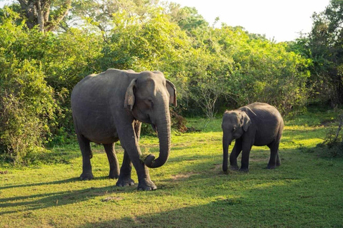 Ella: Private Yala Safari & South Coast Hotel Transfer Ella: Private Yala Safari & South Coast Hotel Transfer
