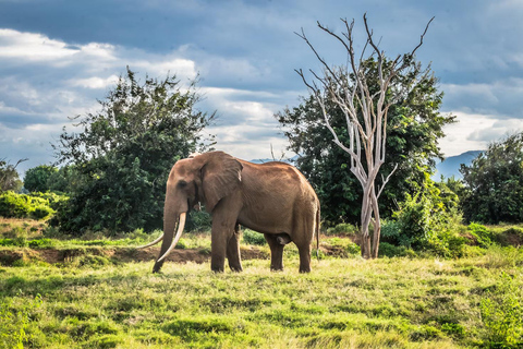 Safari côtier au Kenya : Mombasa, les collines de Shimba et les Tsavos