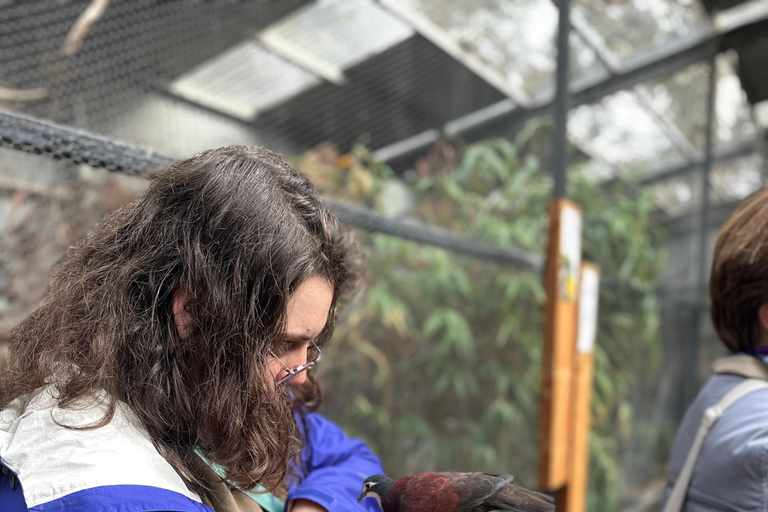 Vanuit Adelaide: Knuffel een Koala en historische Hahndorf Tour