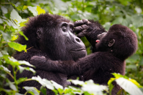 4-Day Bwindi Gorilla Trekking Experience