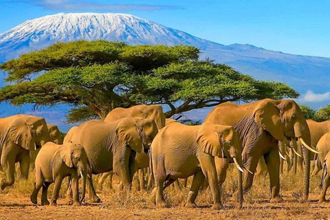 3 Day Senior Safari to Amboseli from Nairobi
