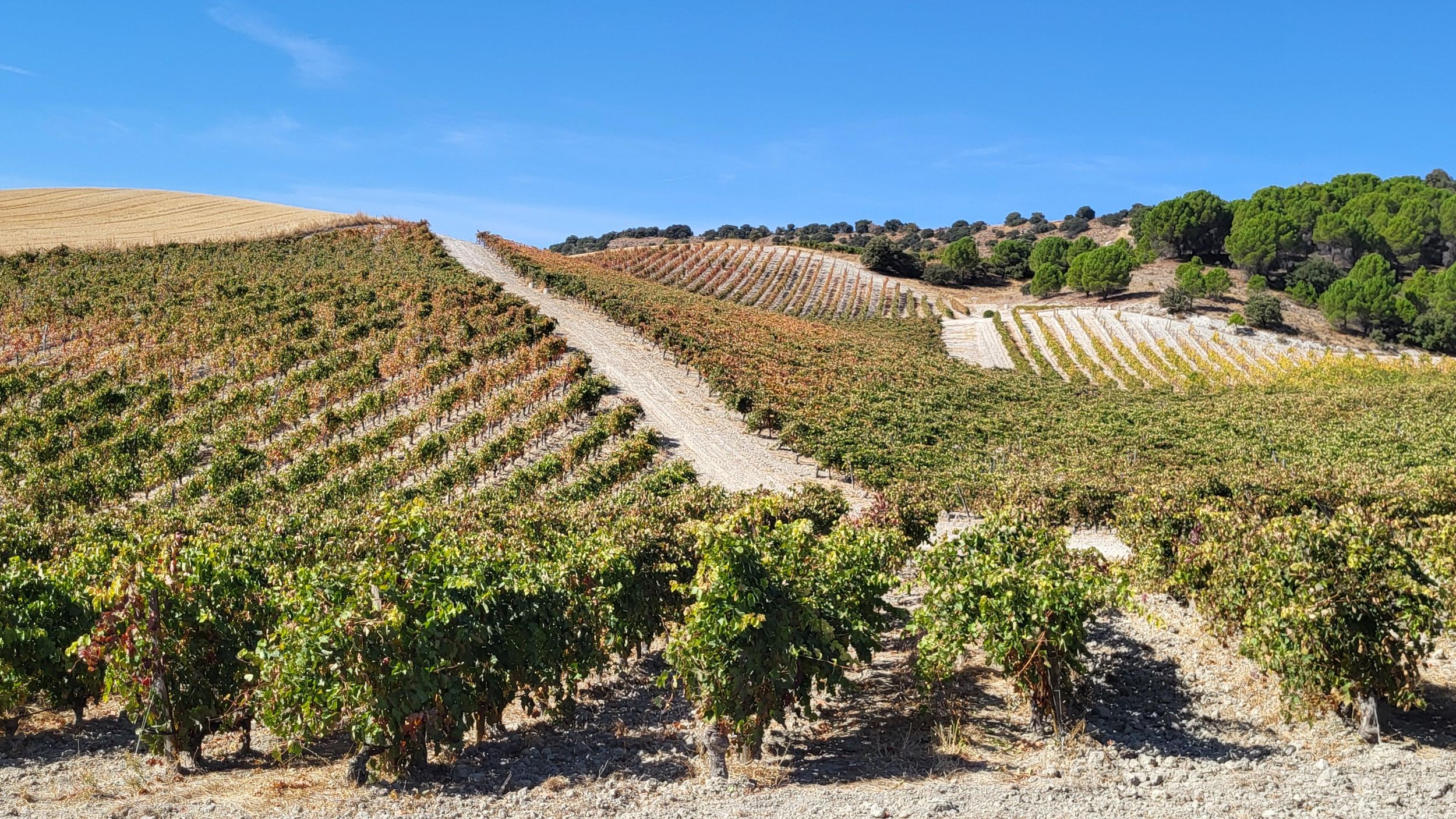Premium-Erlebnis: Wein und Milchlamm mit Transport ab Valladolid