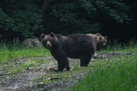 Bear watching in the wild Brasov - Housity