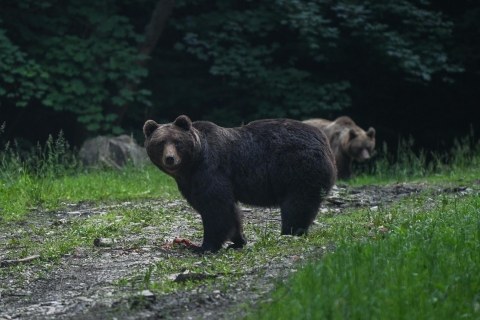 Observation d'ours dans la nature Brasov