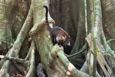 Parco Nazionale del Corcovado, Stazione di San Pedrillo, Escursione di un giorno