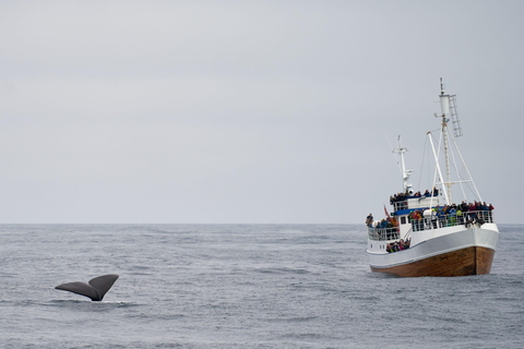 From Cape Town: Half Day Hermanus Whale Watching & Exploring