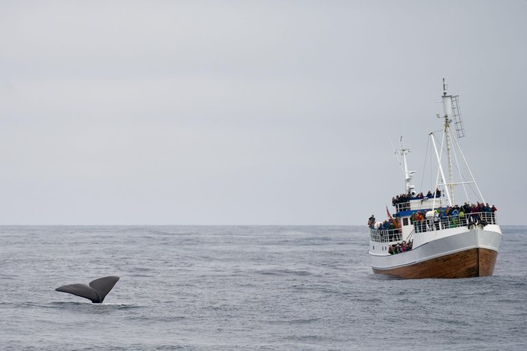 From Cape Town: Half Day Hermanus Whale Watching & Exploring