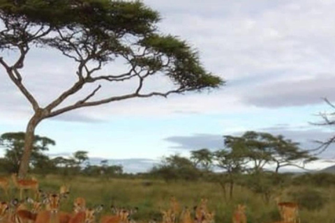 3-tägige Mikumi-Nationalpark-Sansibar-Safari mit Flügen