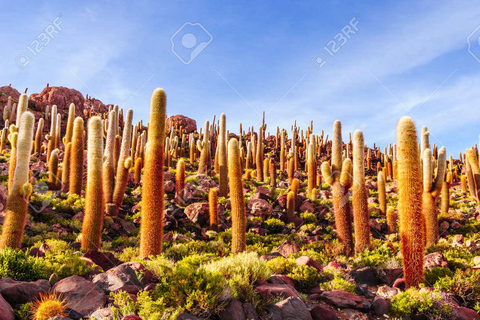 Uyuni: Private 1-Day Tour - Salt Flats and Incahuasi Island