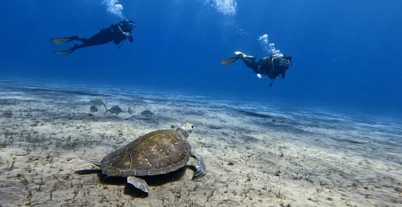 El Médano, Tenerife: Introduction to Scuba Diving for Beginners (Basic Diver)