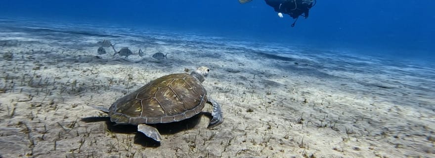 El Médano, Tenerife : Introduction à la plongée sous-marine pour les débutants