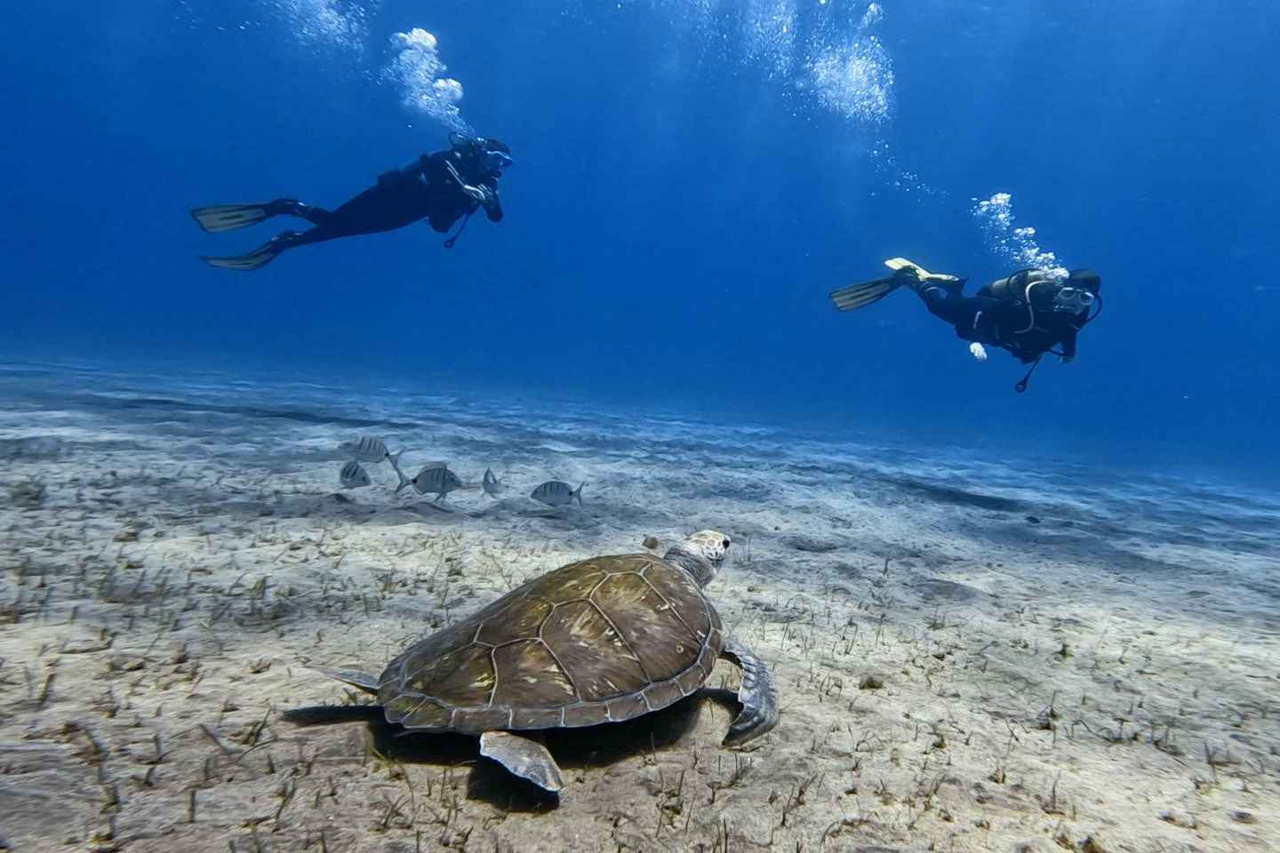 El Mdano, Tenerife: Introduction to Scuba Diving for Beginners (Basic Diver) - El Médano, Tenerife: Diving for beginners (Basic Diver)