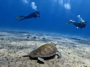 El Médano, Tenerife: Iniciación al buceo para principiantes