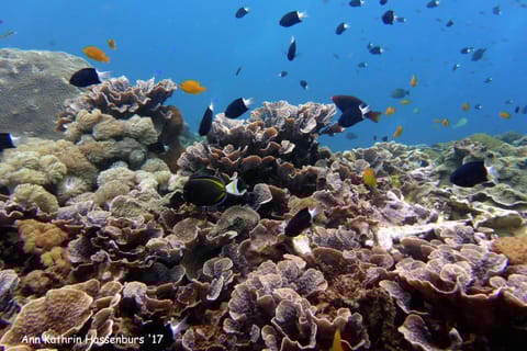 Desde Bali: Excursión Especial a la Isla y Snorkel de Nusa Penida