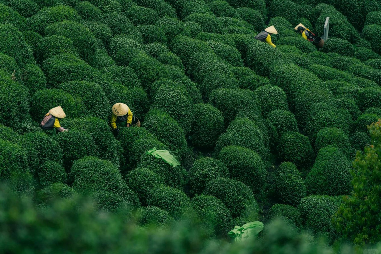 Wuxi: Hangzhou Nine Creeks & Longjing Tea Village Day Trip