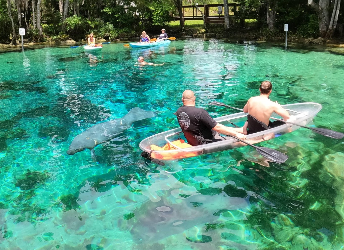 Three Sisters Springs og søkøer: Tur i kajak med gennemsigtig bund