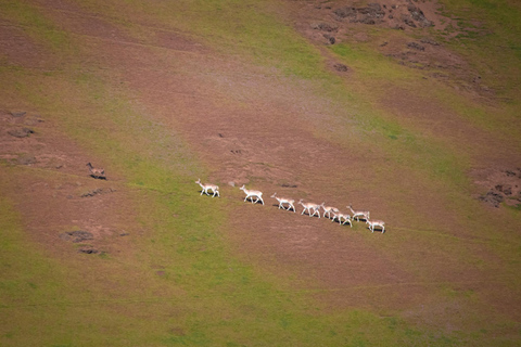 British Columbia: Whale Watching Öko-Abenteuertour