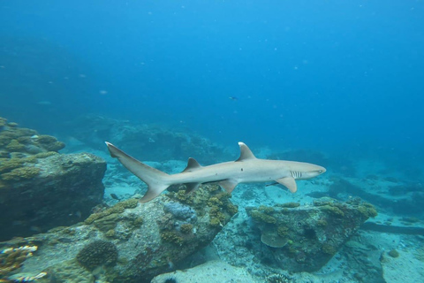 Schnorcheln im St-Pierre Marine Park und an der Anse Petite Cour