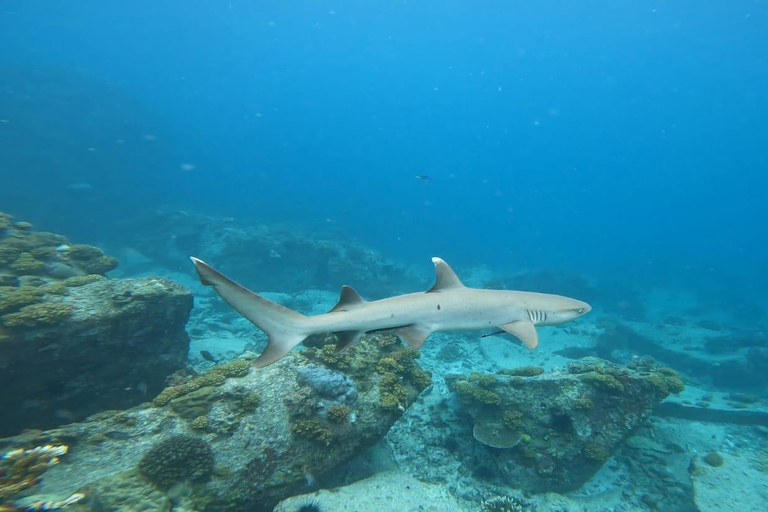 Schnorcheln im St-Pierre Marine Park und an der Anse Petite Cour