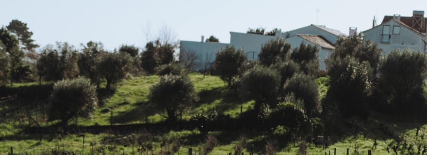 Tomar : Yoga, méditation et saveurs régionales