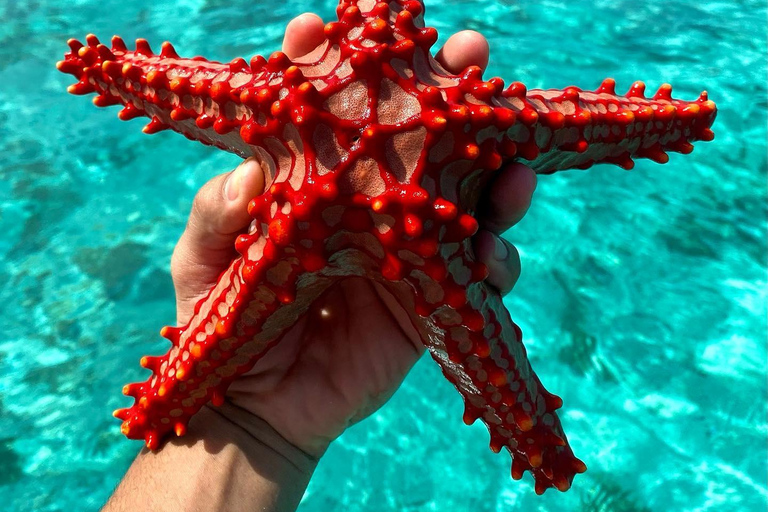 Zanzíbar: Excursión a Mnemba para hacer snorkel y nadar con tortugas