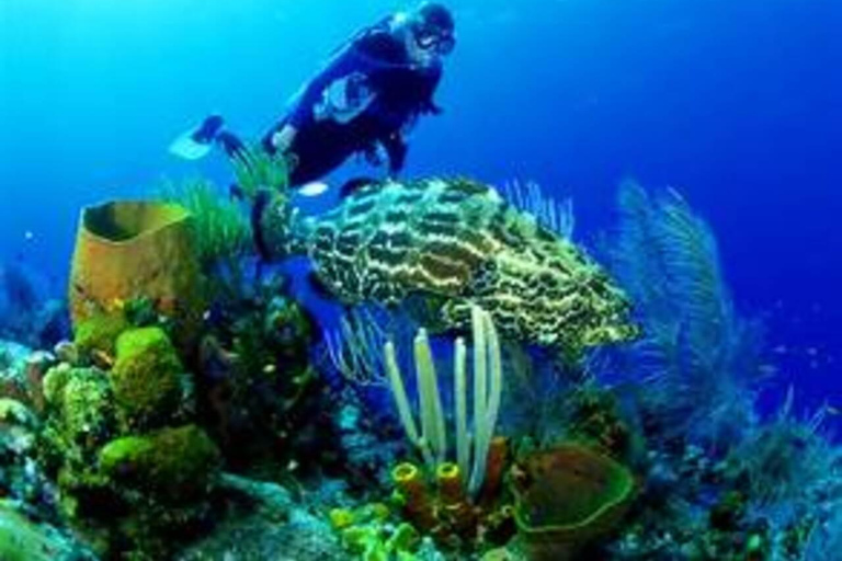 Cham Islands - Explore Islands Snorkelling Or Diving 2 Times Diving 1 Time By Speedboat