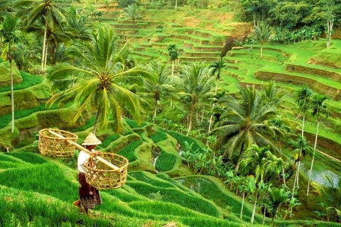 Bali: Private Sangeh Monkey Forest, Temple & Waterfall Tour Without entry tickets