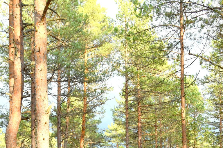 Scopri l&#039;Estonia - tour in auto alla palude di Viru e alle cascate.