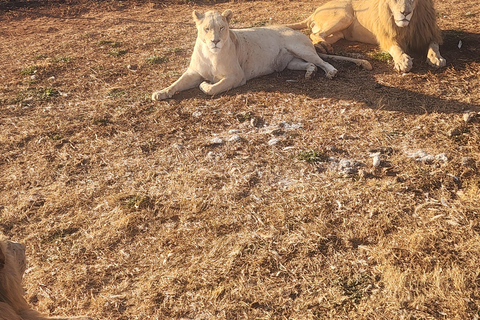 From Johannesburg: Lion & Safari Park Guided Game Drive