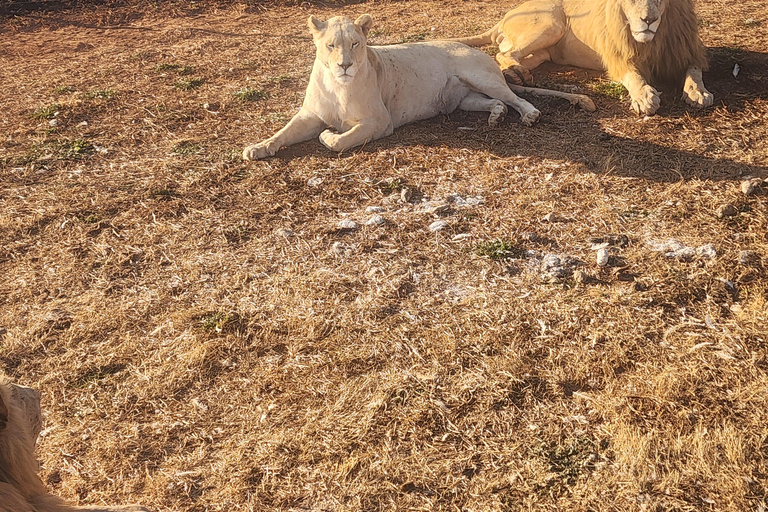 From Johannesburg: Lion & Safari Park Guided Game Drive