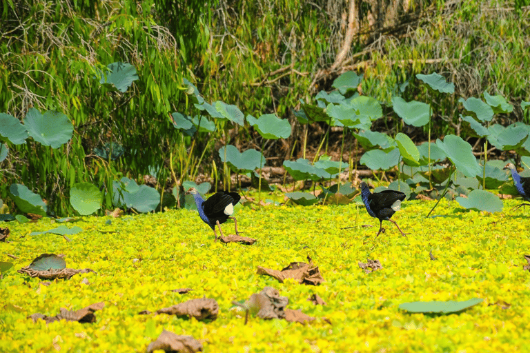 2-Day: The Floating Market - Bird Sanctuary - Flower VillageDeluxe Type - 3* hotel