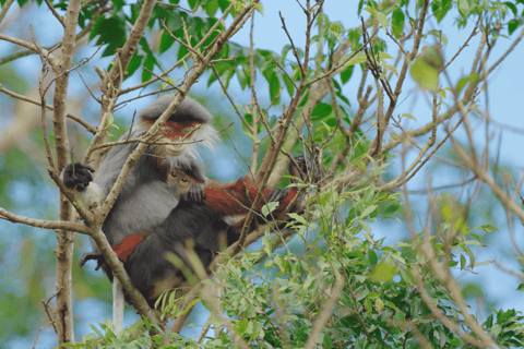 Da Nang: Son Tra Wildlife Experience