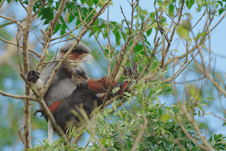 Da Nang: Son Tra Wildlife Experience