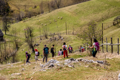 Brașov: Bear Sanctuary Private Tour with Entry Ticket