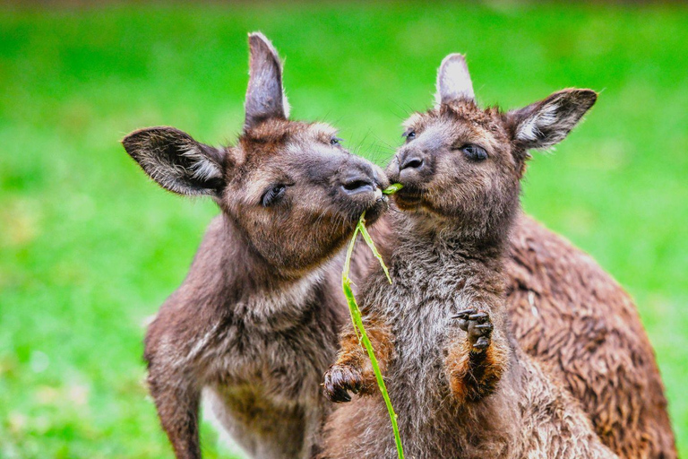 Blue Mountains Tour with Scenic World, Zoo&Bilingual Driver Blue Mountains Tour with Scenic World, Zoo&Bilingual Driver