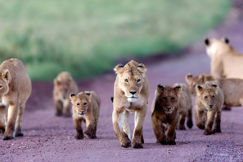 Tanzânia: Safári de 2 dias em Tarangire e na cratera de Ngorongoro