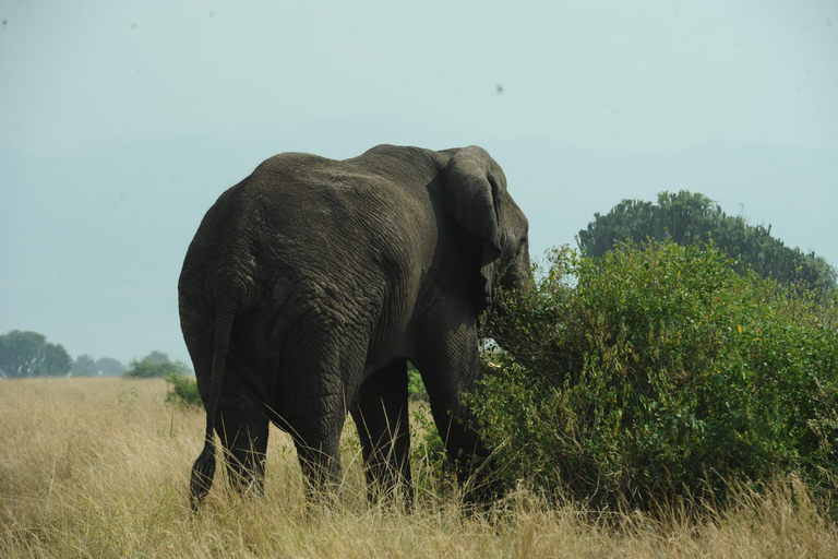 عنتيبي: رحلة سفاري لمدة 3 أيام في منتزه الملكة إليزابيث الوطني