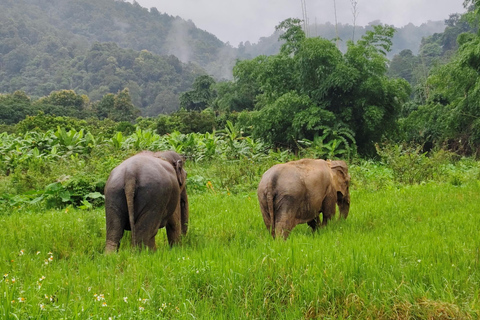 4 Experiences: Elephants, Sticky waterfalls, Market &amp; templeElephants: Sticky waterfalls: Local Market: Wat Banden