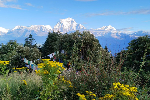 From Pokhara: 3 Night 4 Days Ghandruk Poon Hill Trek