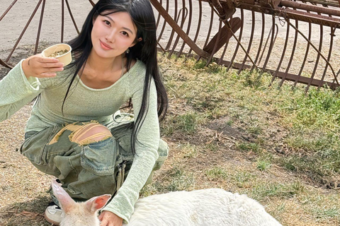 Melbourne: Puffingbilly Train and Penguin Island Day Tour