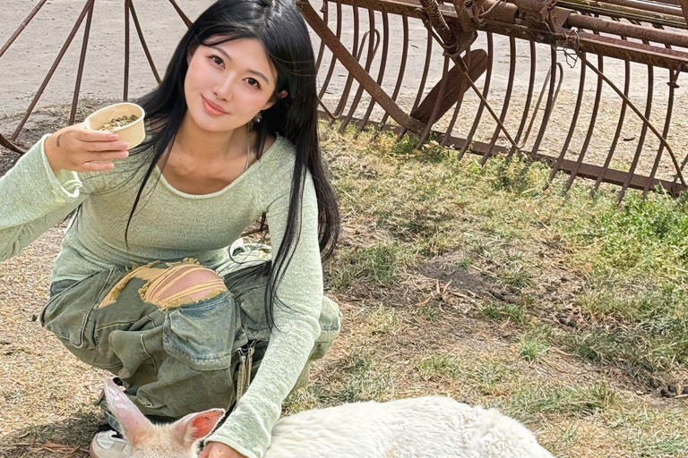 Melbourne: Puffingbilly Train and Penguin Island Day Tour