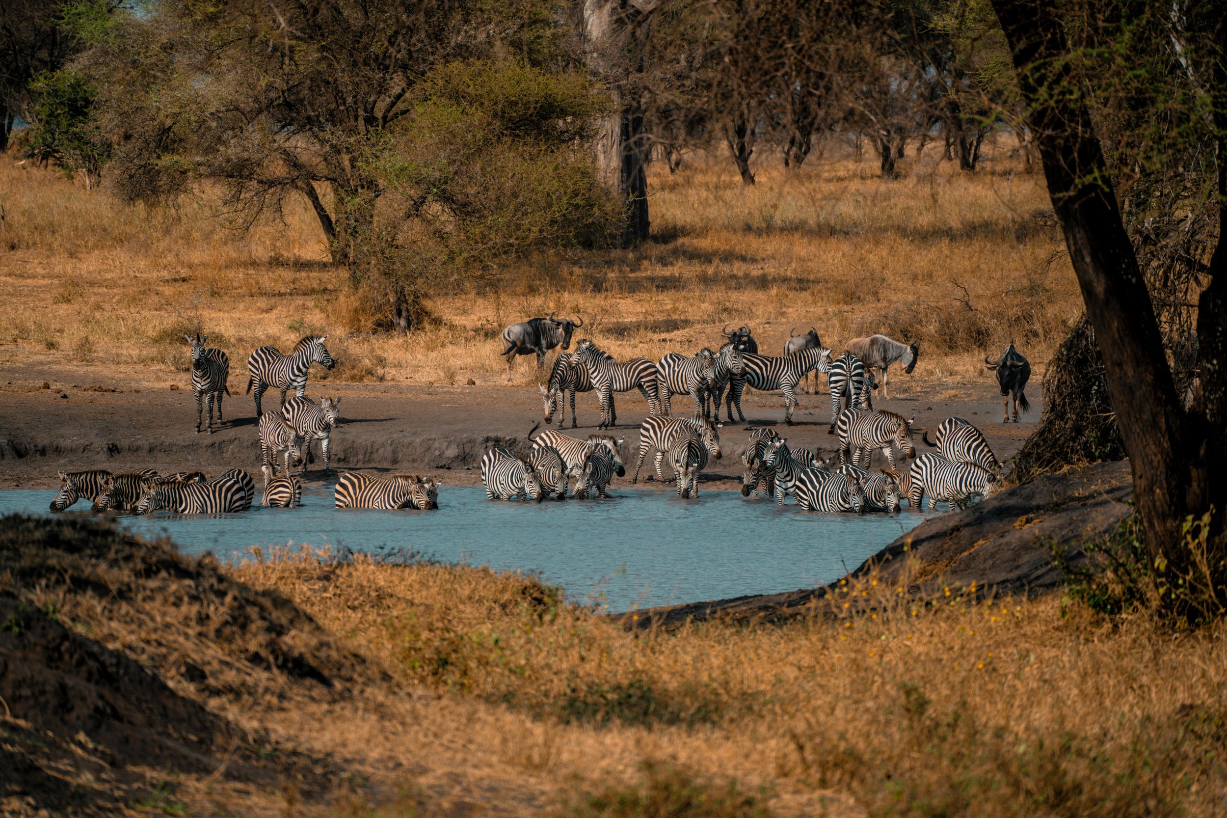 Ab Sansibar: Flugsafari im Nyerere-Nationalpark