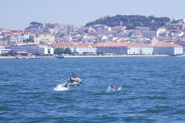 Lissabon: Rondvaart dolfijnen kijkenLissabon: boottocht dolfijnen spotten