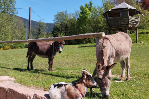 Luvigny: Donkey discovery walk Luvigny: Discovery walk with donkeys