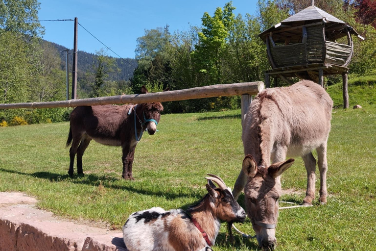 Luvigny: Donkey discovery walk Luvigny: Discovery walk with donkeys