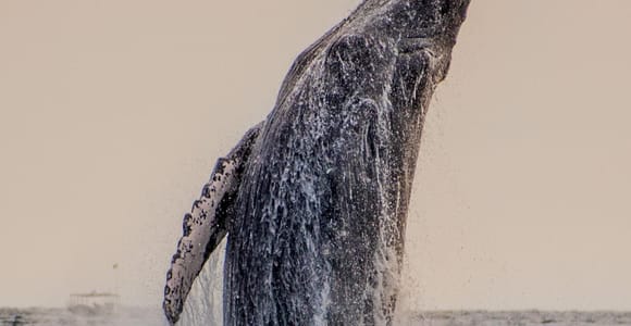Sunset Whale Watching Cruise in Cabo San Lucas