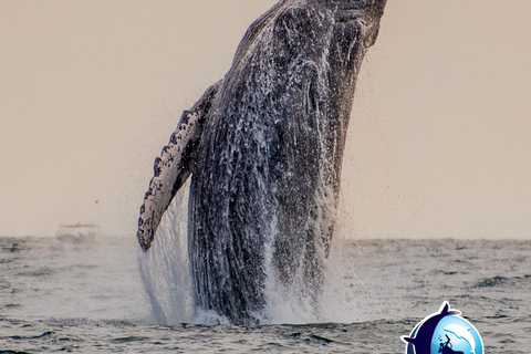Sunset Whale Watching Cruise in Cabo San Lucas