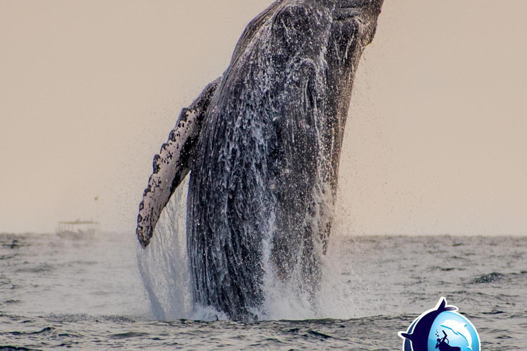 Sunset Whale Watching Cruise in Cabo San Lucas