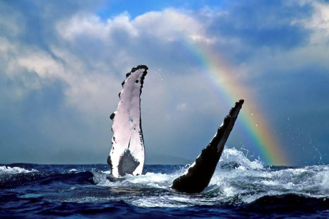 Montreal: Charlevoix, Canyon St-Anne, Whale Watch 2-Day Trip